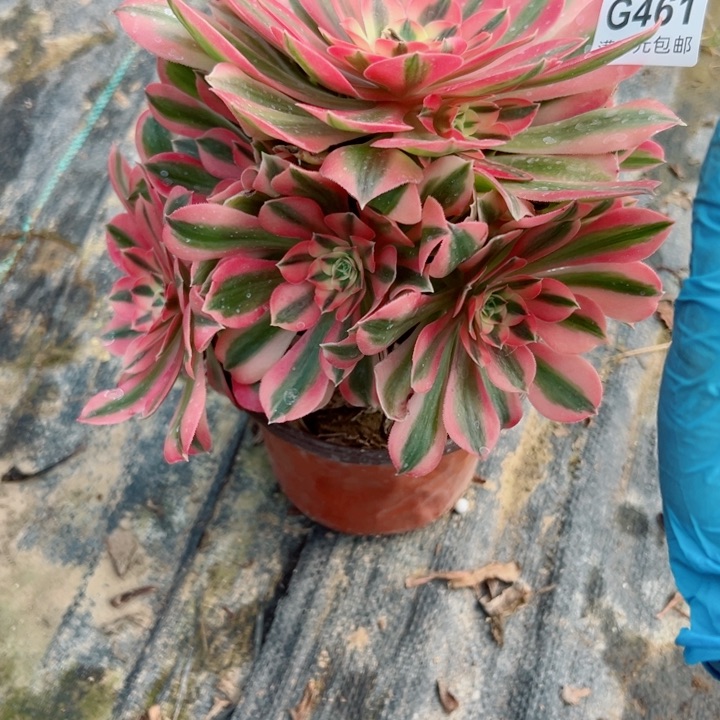 461女巫多肉植物