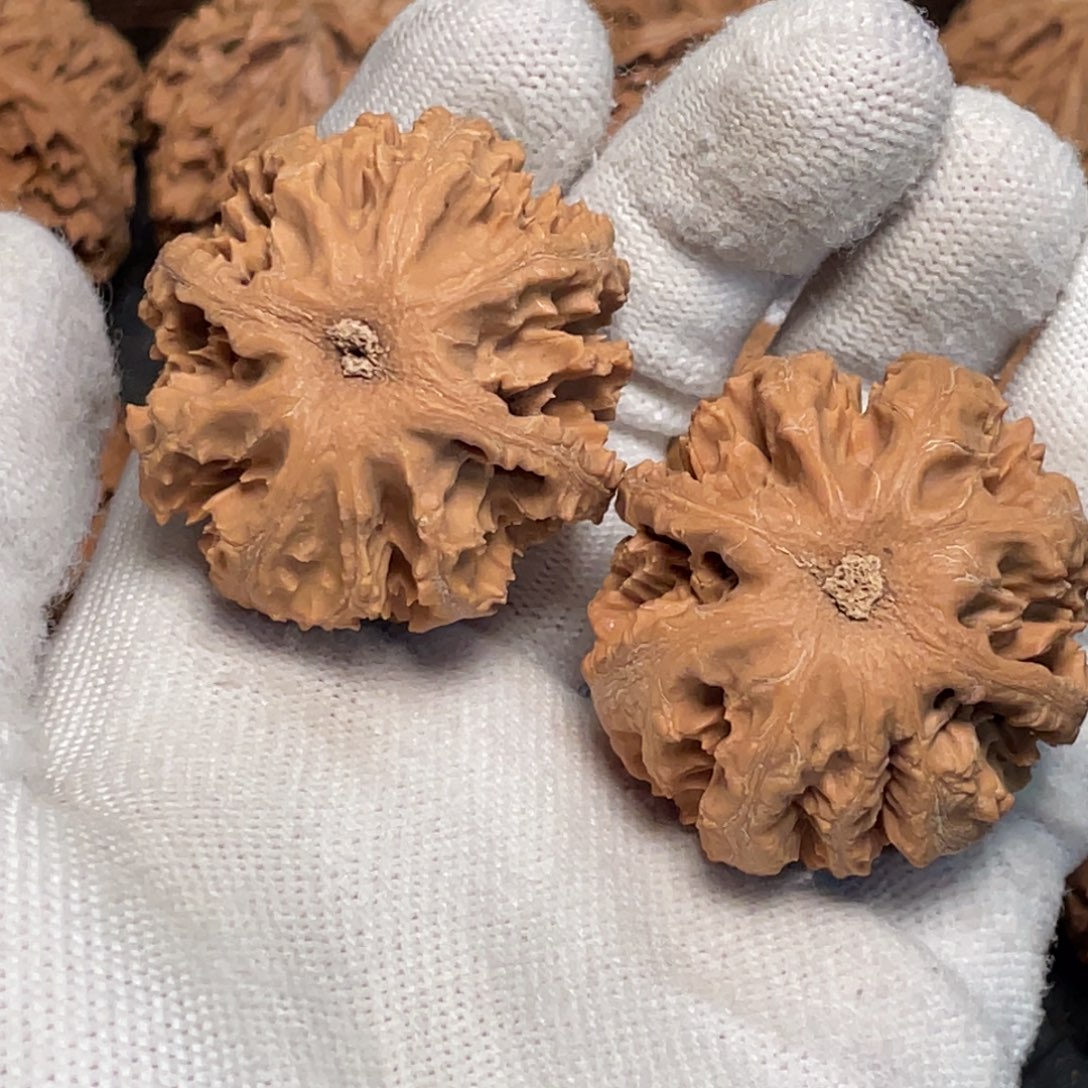 曹***）桃核吊坠1 秦岭灯笼野生小众