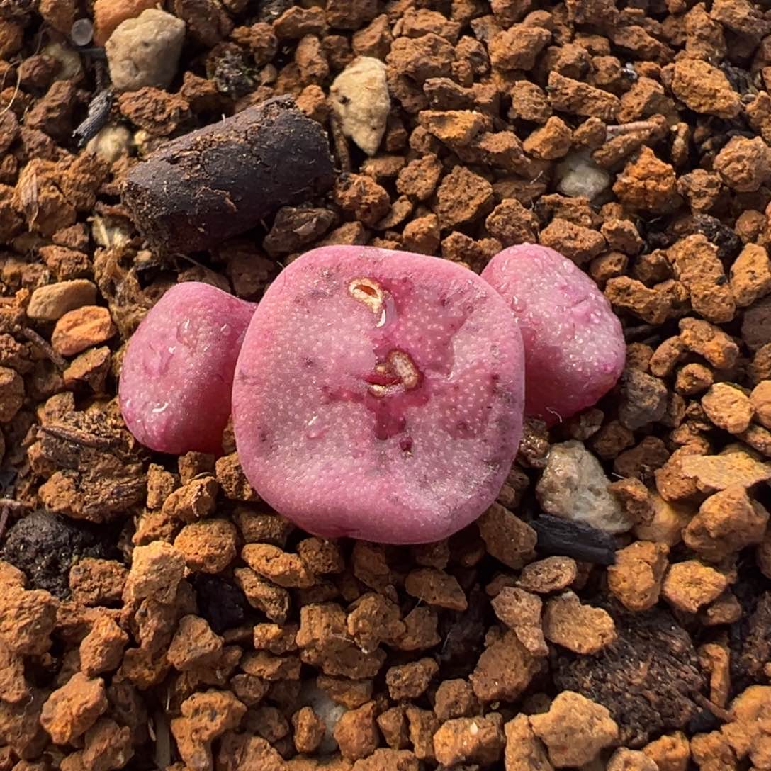 175多肉植物种类多样