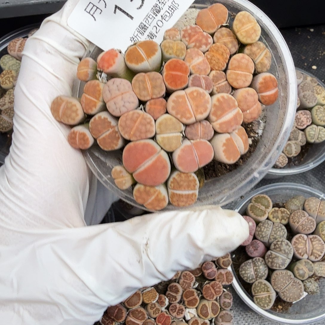 哈哈笑不出话我都没139这个