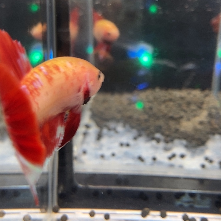 斗鱼黑17号巨斗将军