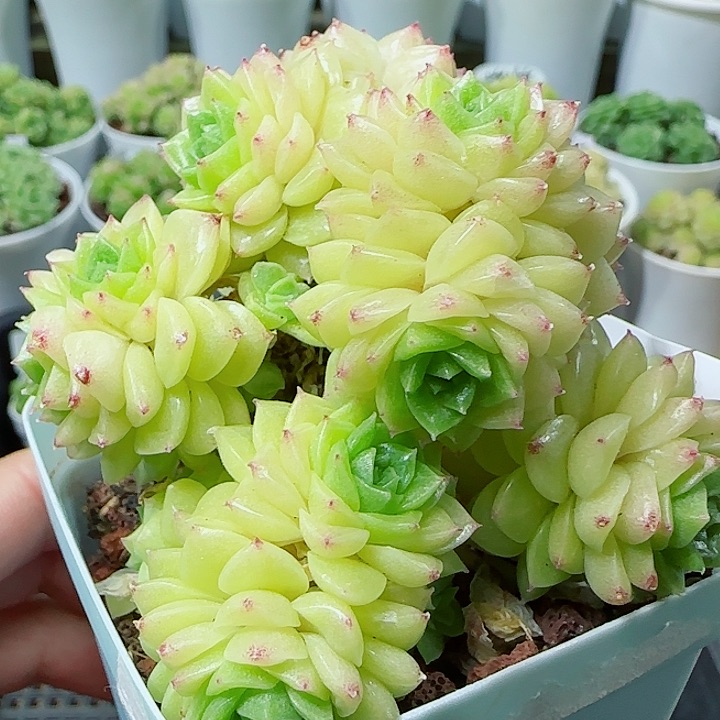 【闪购商品】0529-126麦杆