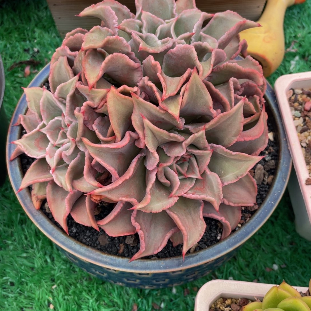 多肉植物盆栽多肉3