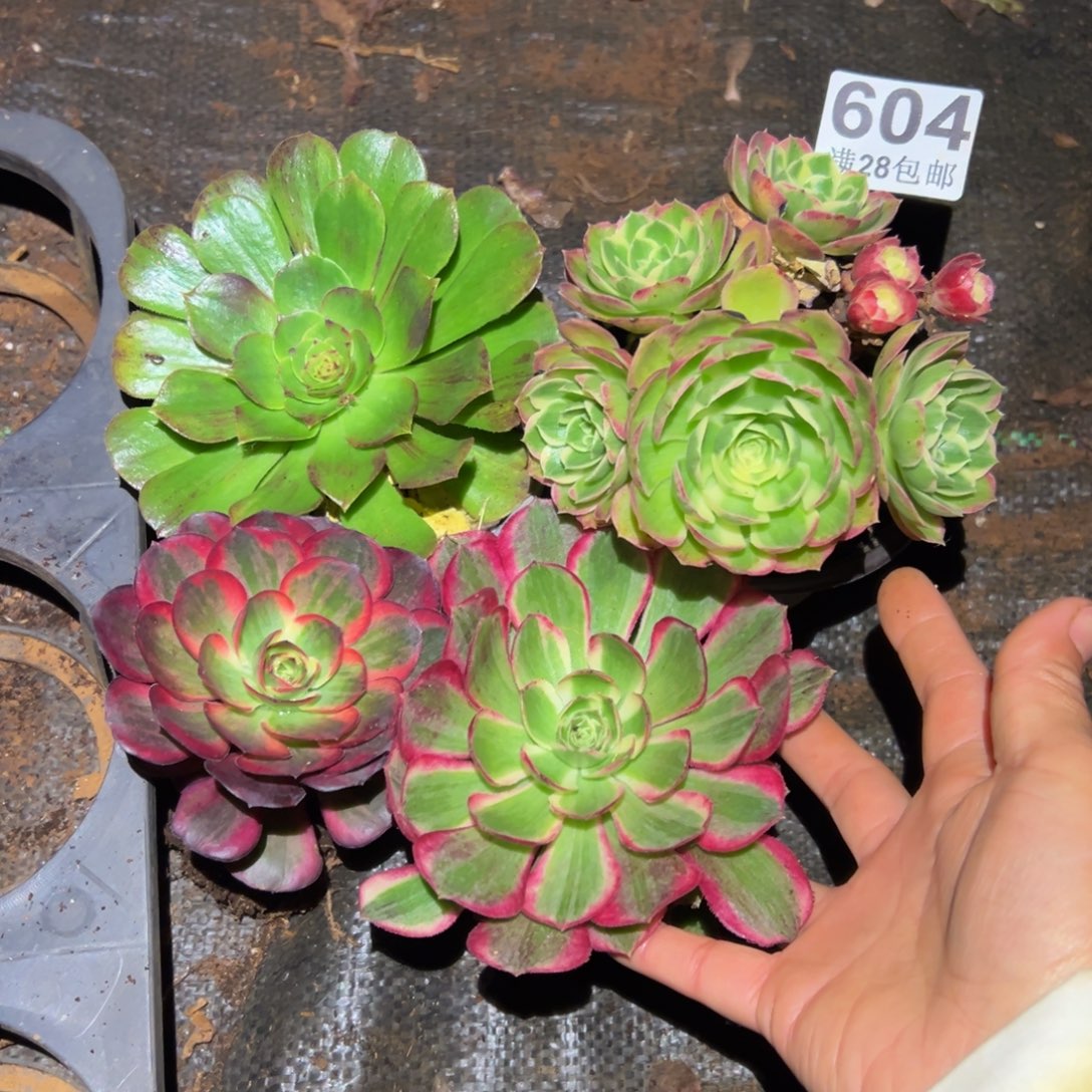 多肉植物604四个小的