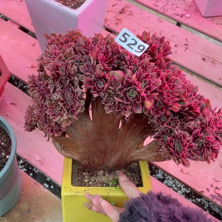 多肉葡萄的做法和功效等进行分析