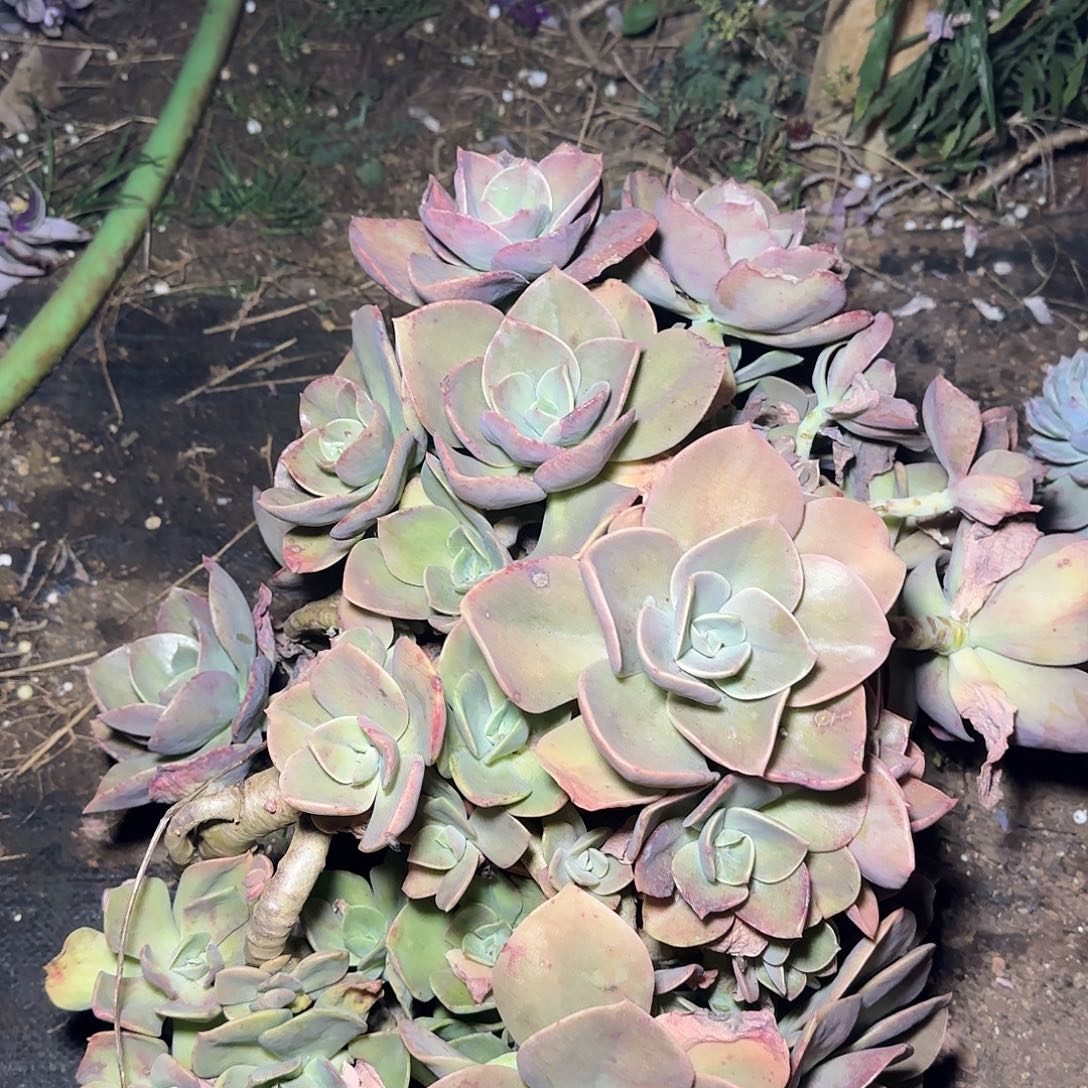 盆栽一物一拍大贺氏多肉