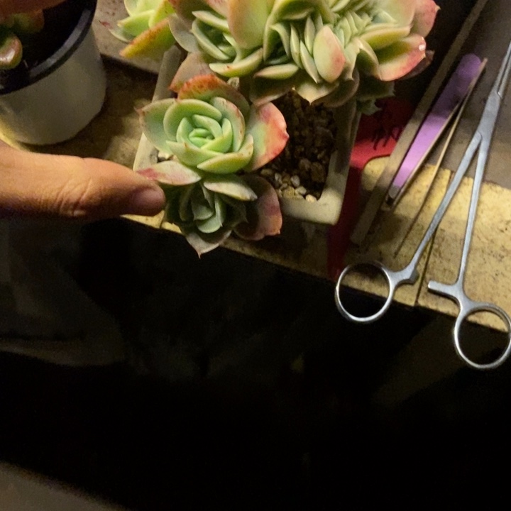 姚***瑶多肉植物一物一拍