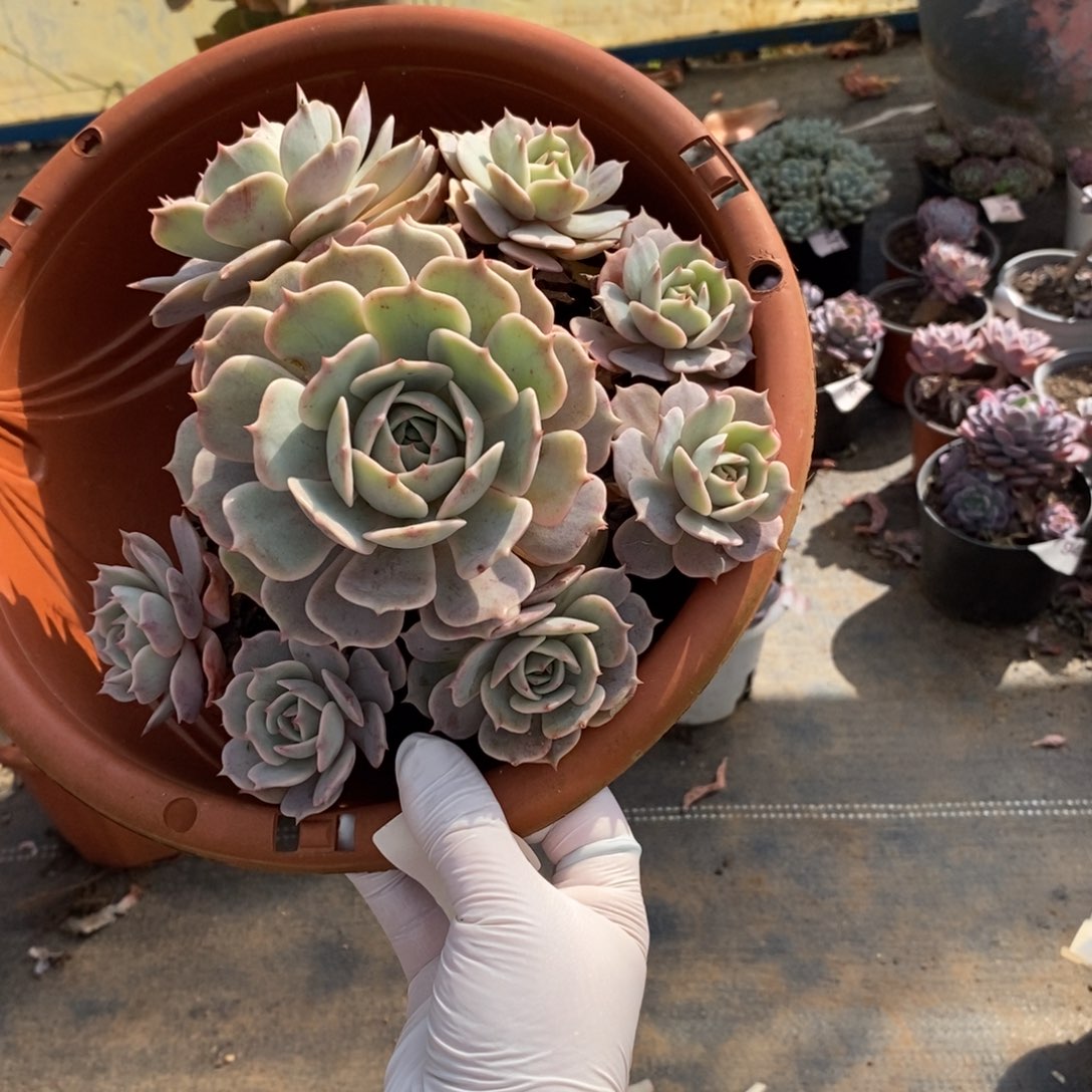 4042露娜莲一物一拍