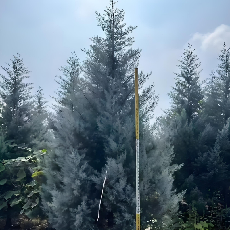 蓝冰柏盆栽耐寒耐晒四季常绿松柏树庭院造景花镜植物阳台户外绿植