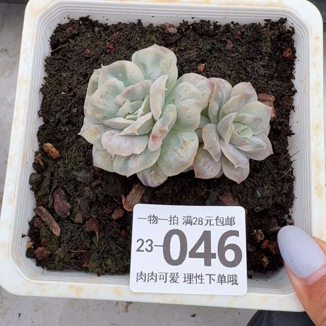 泡泡纱裙无盆土发货