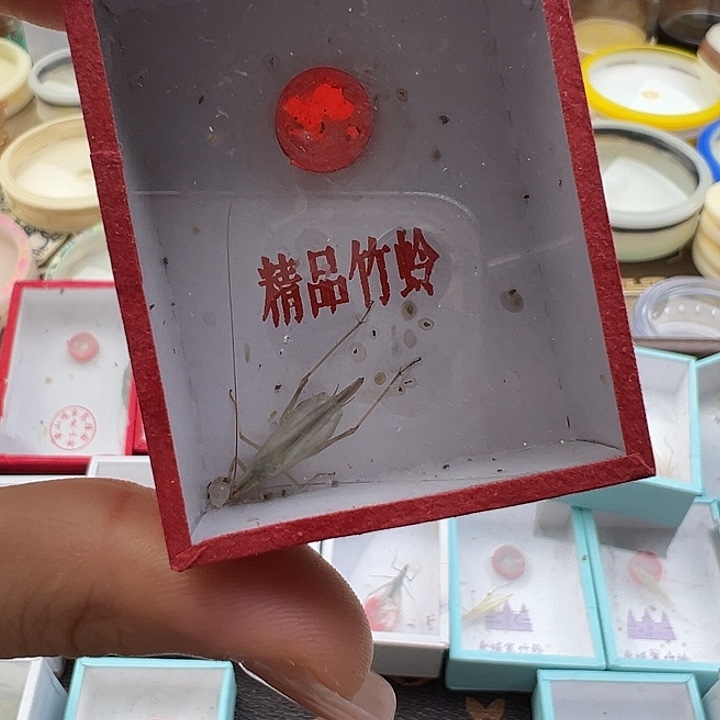 甘肃黑竹岭一只包邮