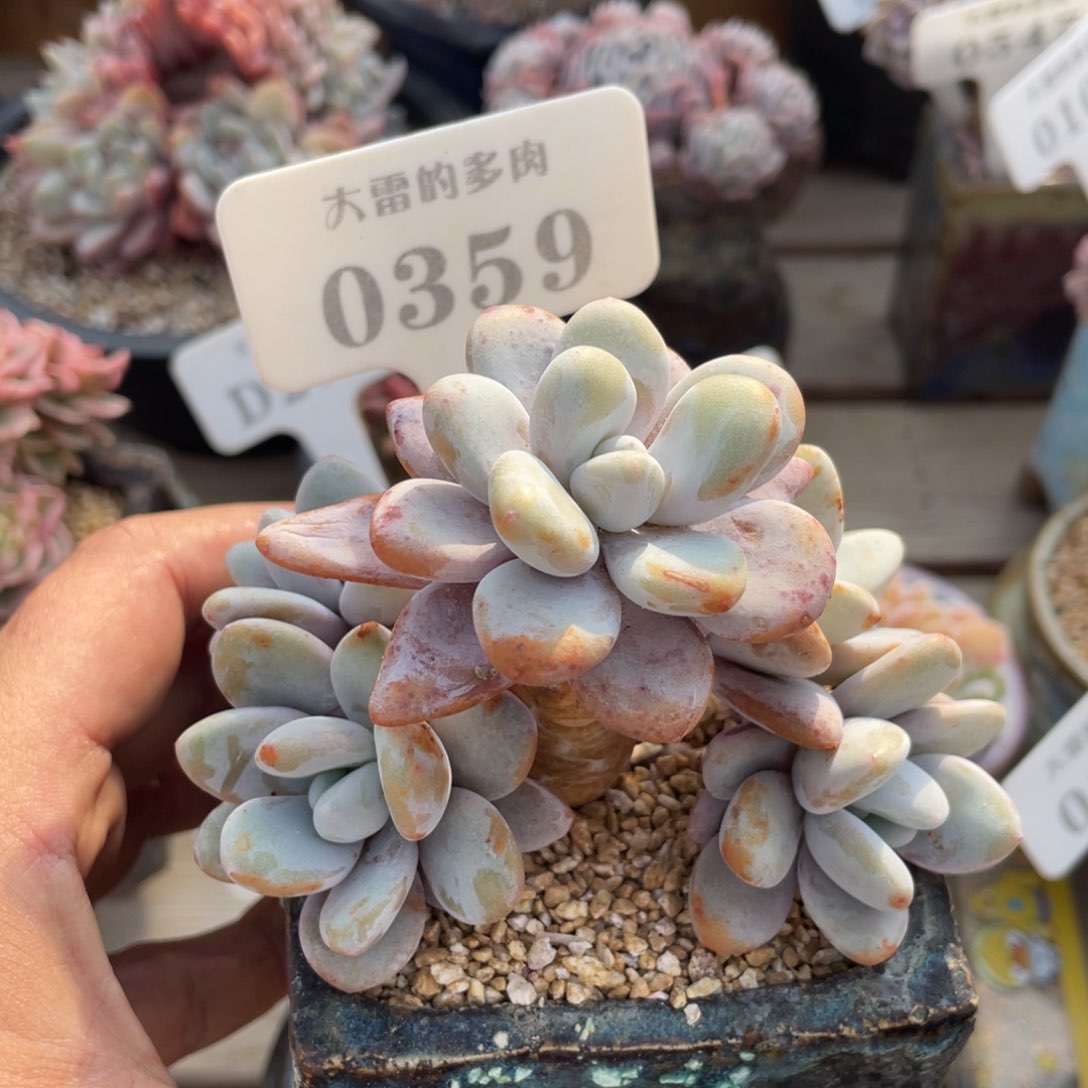 0359粉兔不带盆9厘米