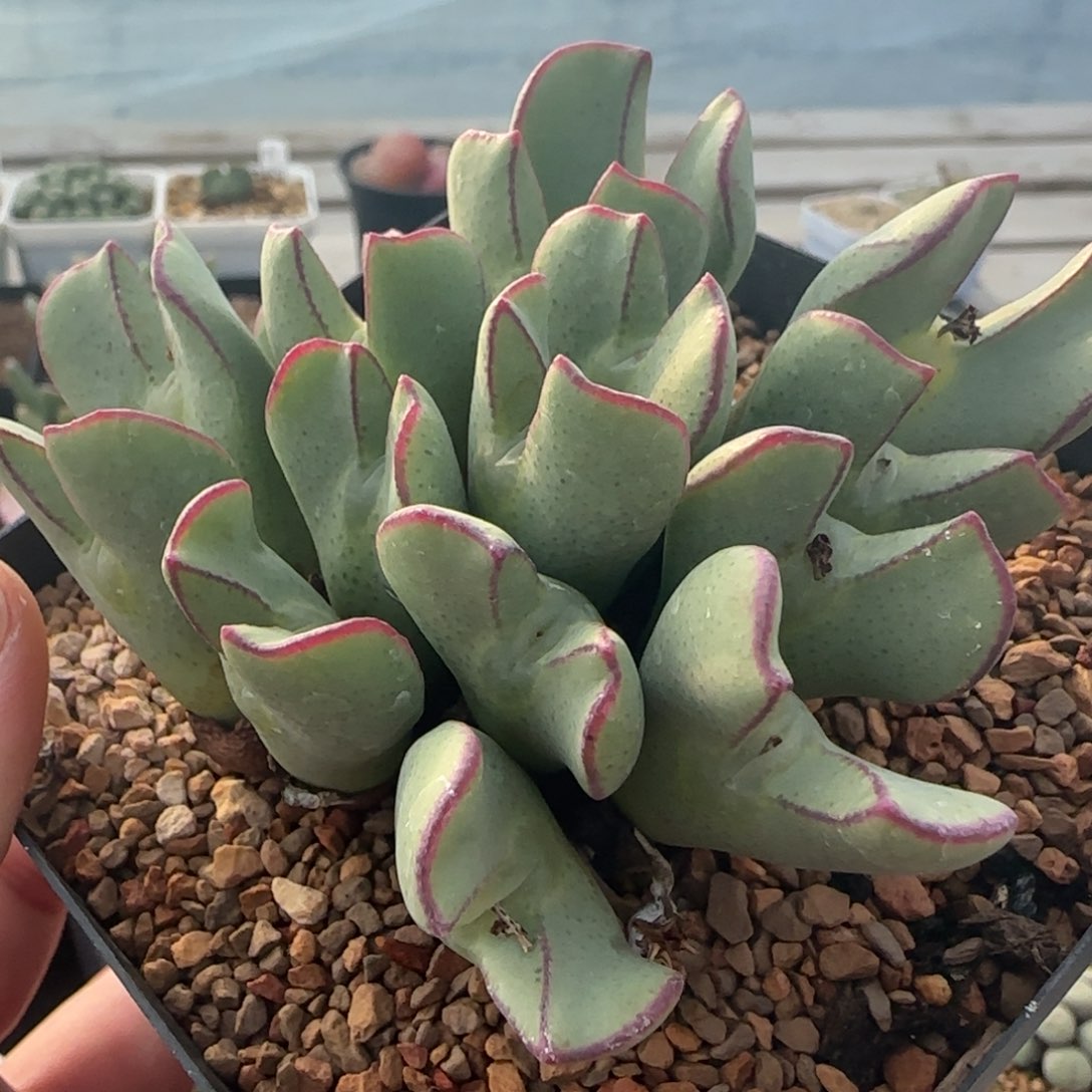 1.27多肉大群少将71号