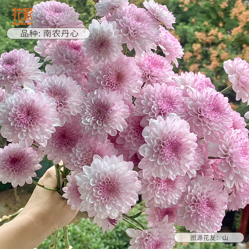 花彩切花菊花苗盆栽阳台多年生易爆花量大庭院种植耐热耐寒花期长