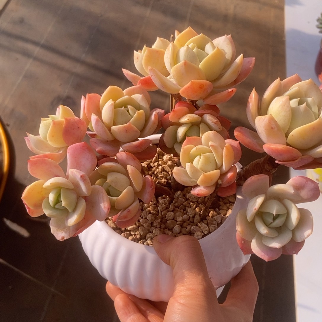 恋曲有砍多肉多肉多肉多肉多肉