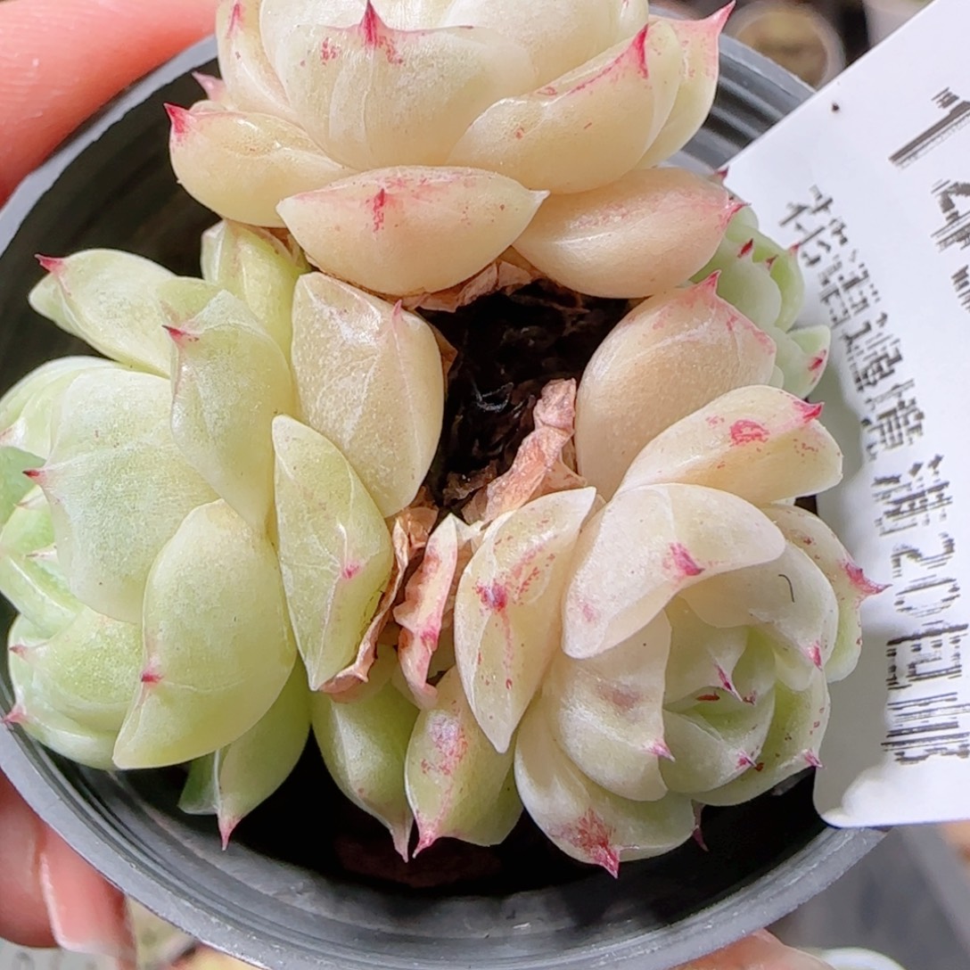 ****来花语多肉1210-143散