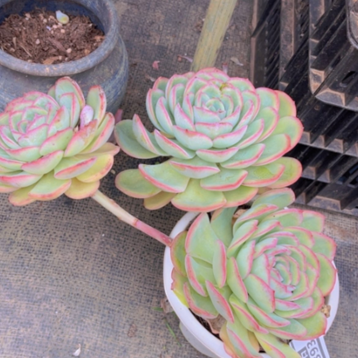 【闪购商品】晨露0393