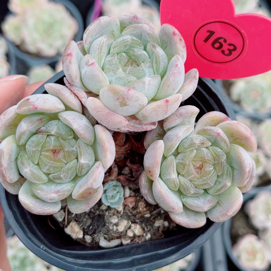 163号小老桩白恋群