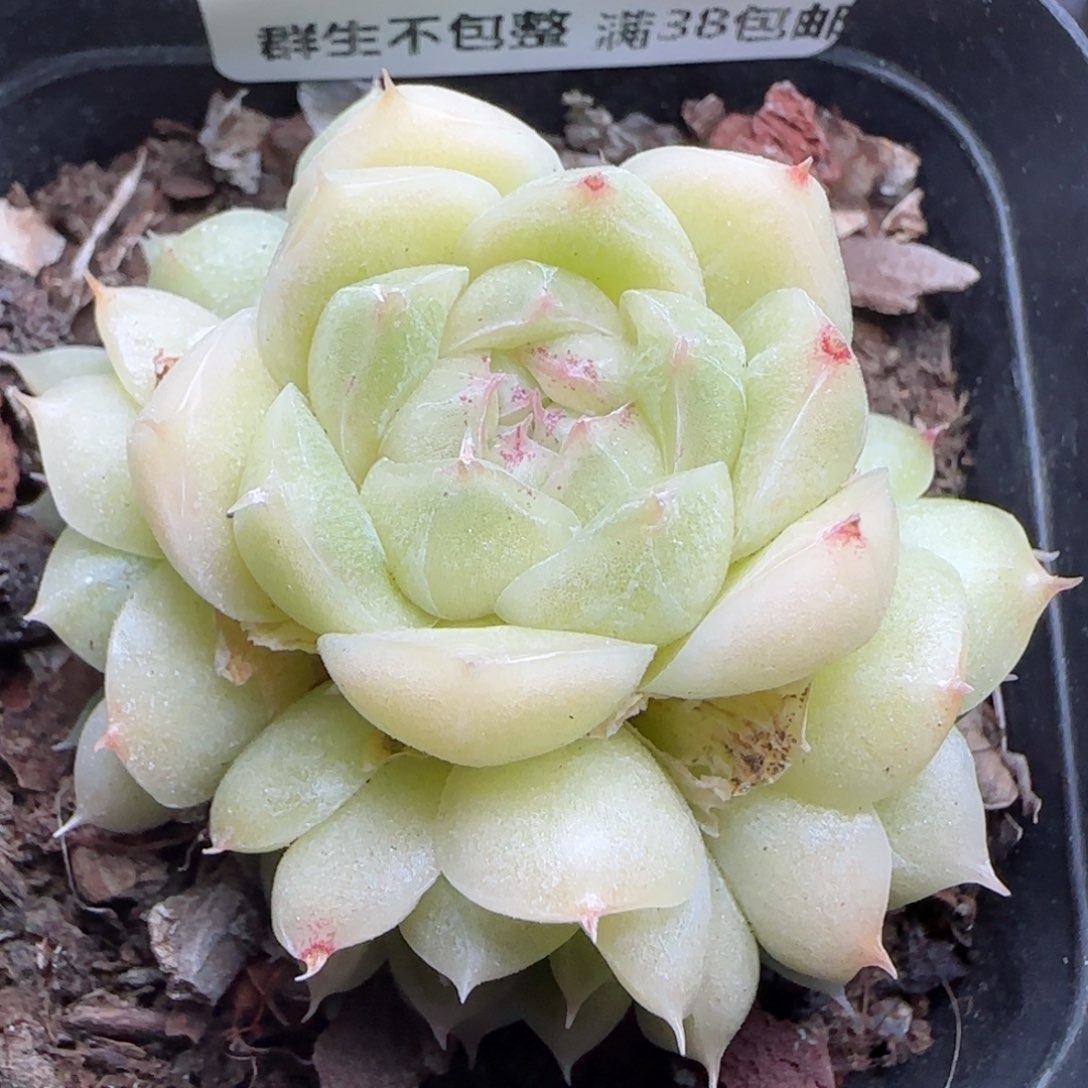 0122-131麦秆包子