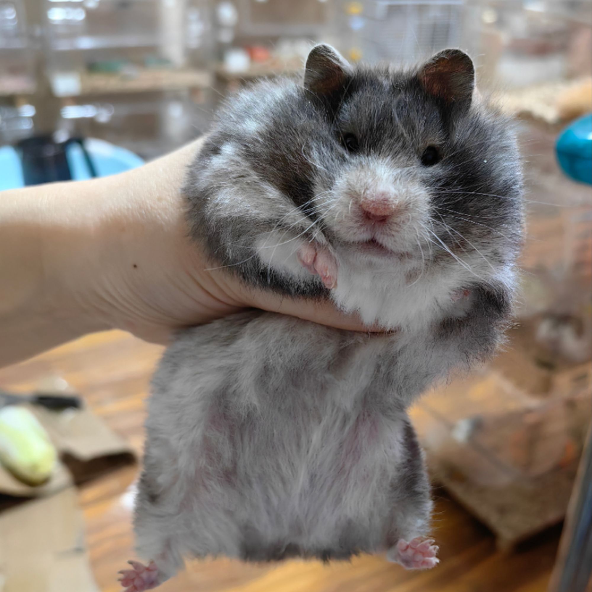 家养繁育特价金丝熊直毛活体