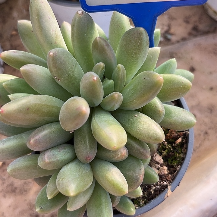 橙色奇迹一物一拍127