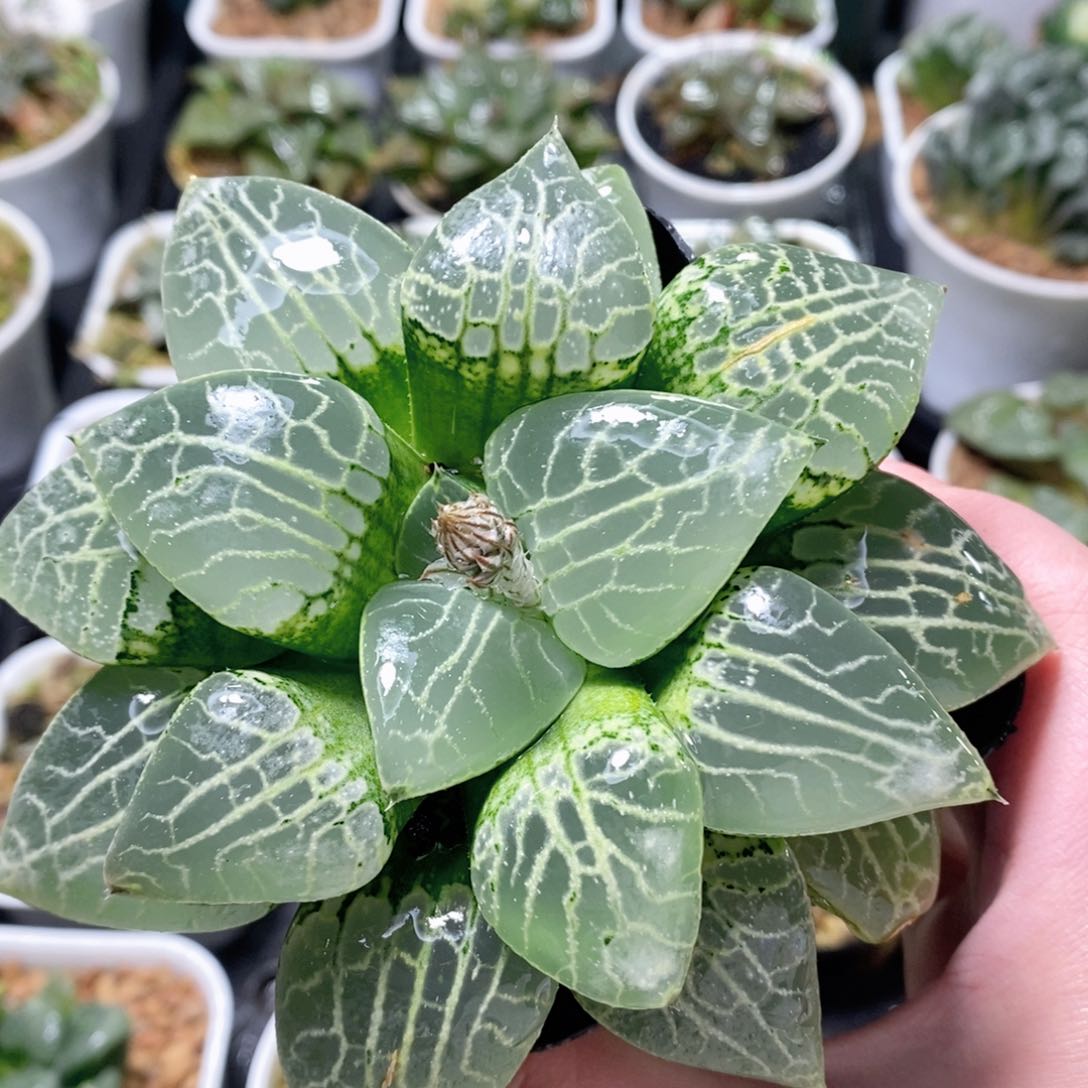 水晶康平母本玉露