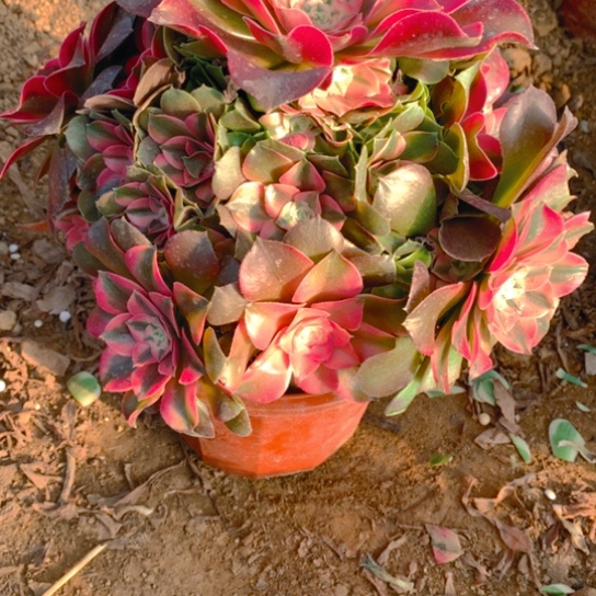 无花朵547多肉植物香妃