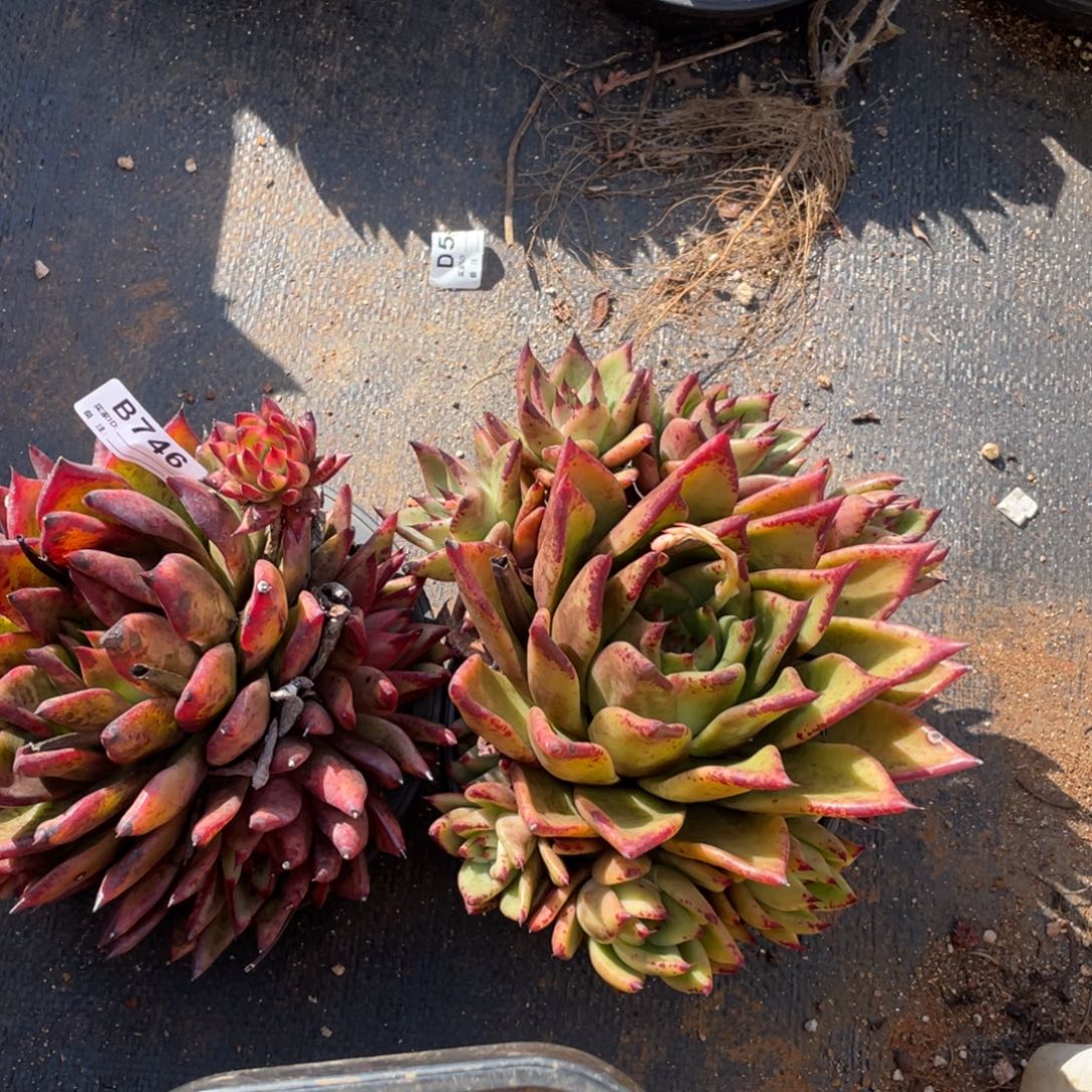 无花朵若如东云组拍B746