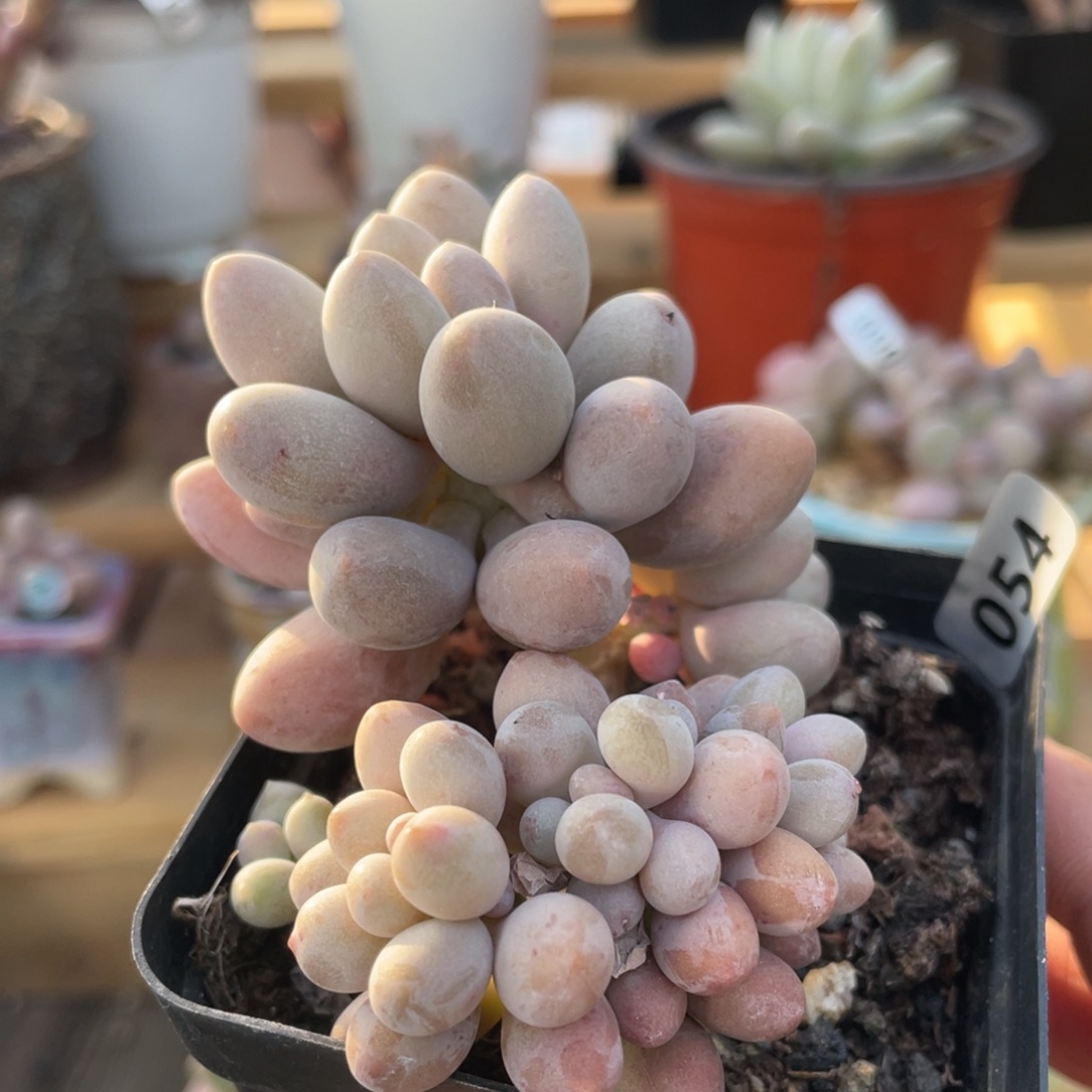 仙子奶酪朵朵缀化多肉植物