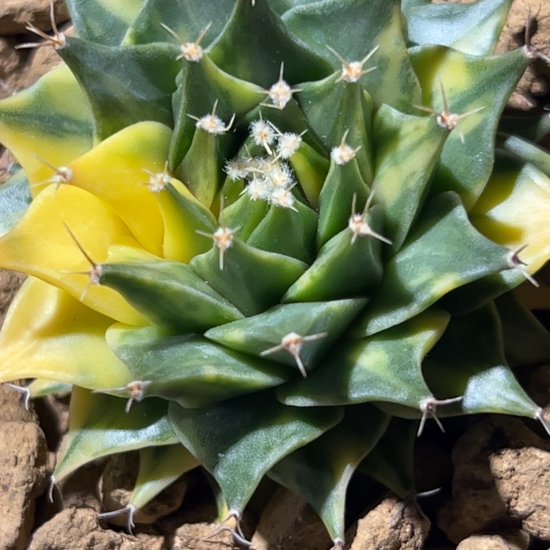 帝冠锦wwwwwwwwwwww