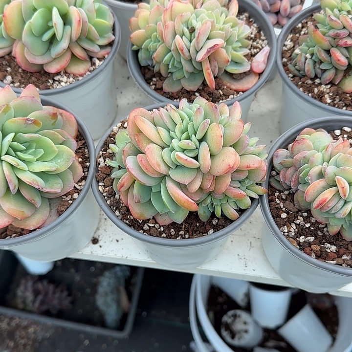 宝***号青蛙王子儿童牙膏11