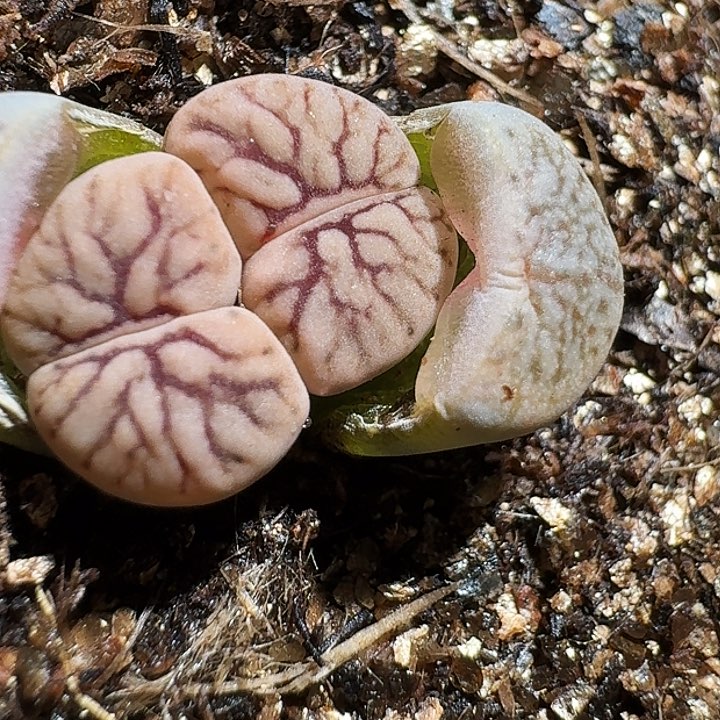 生石花23:：：。 32