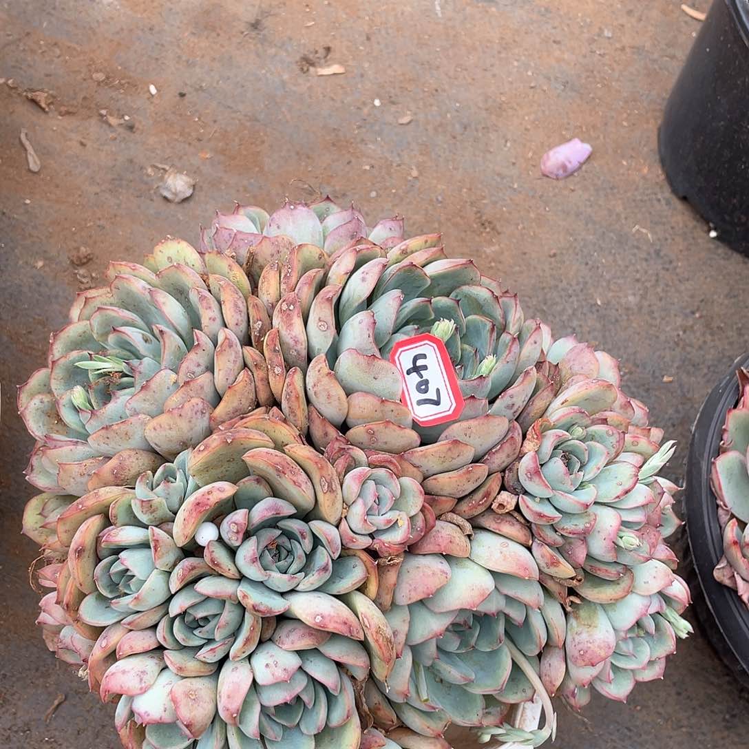 407荷花一物一拍多肉