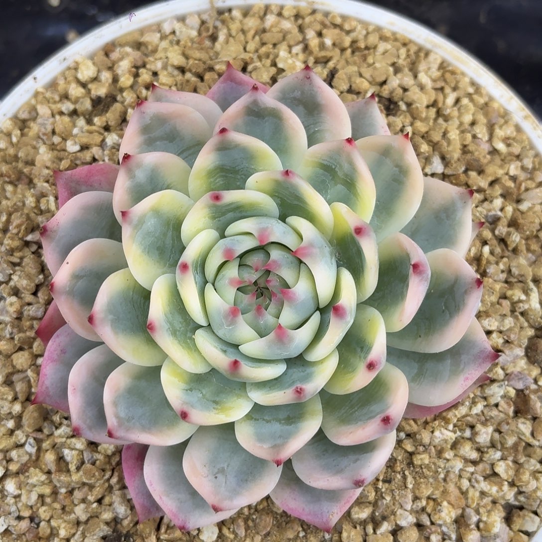 吉娃娃锦一物一拍