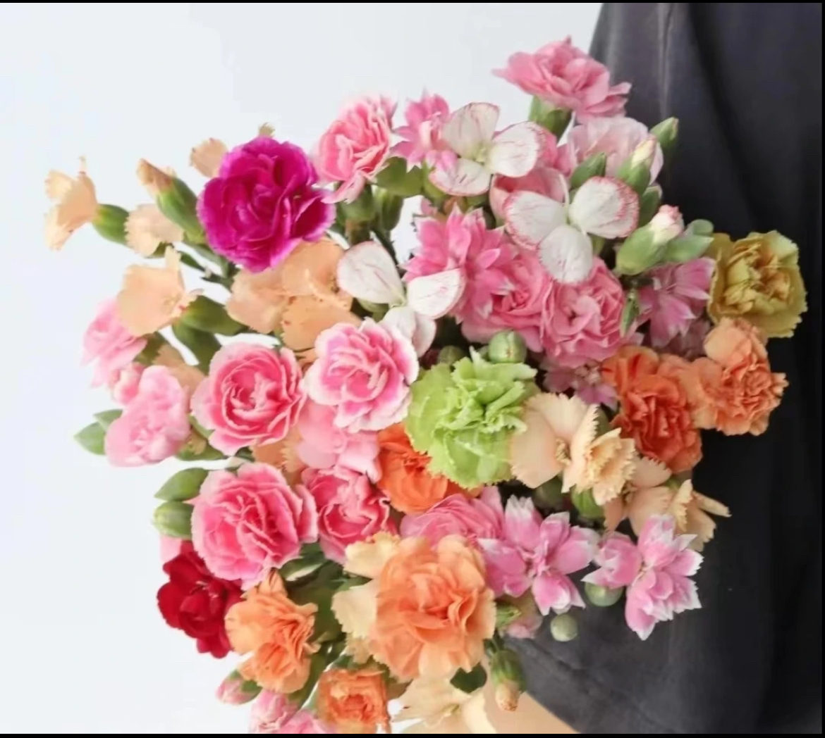 【多丁康乃馨】珍珠粉康乃馨鲜花云南直发客厅水培送礼佳品，