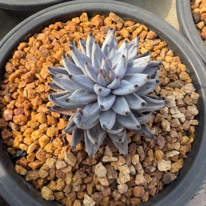 魔爪单头 一物一拍