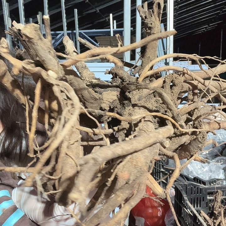 当前无花栽培后可以开花混苗