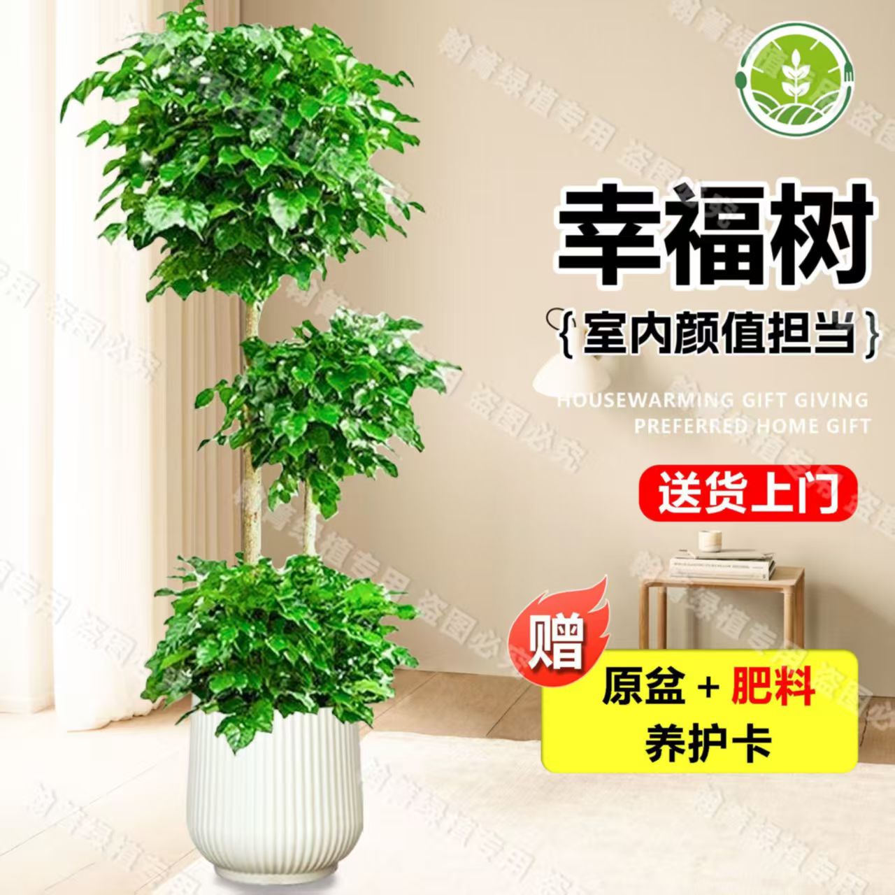 三层幸福树绿植老桩室内客厅四季常绿