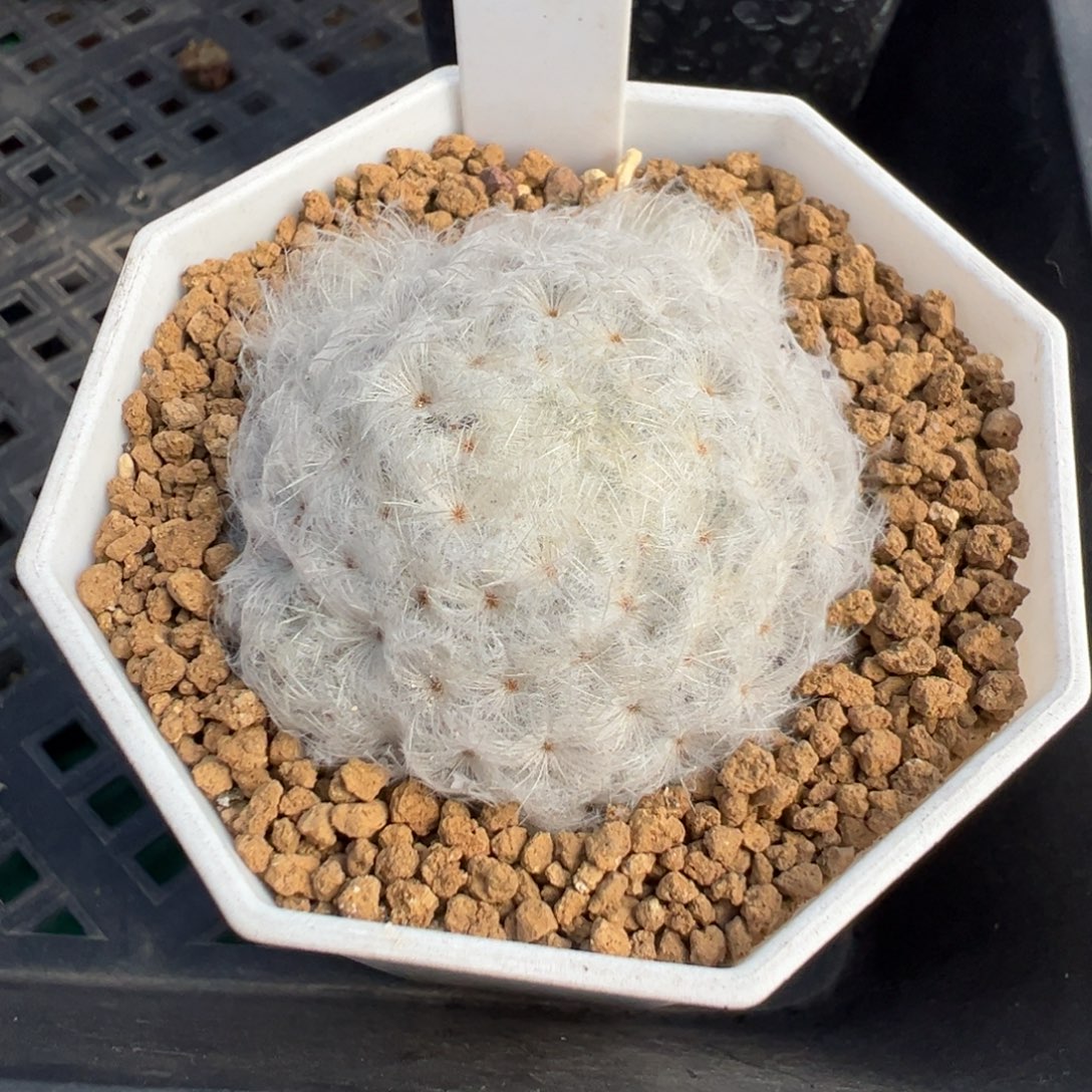 232实生根鹤立白星多肉植物带盆土