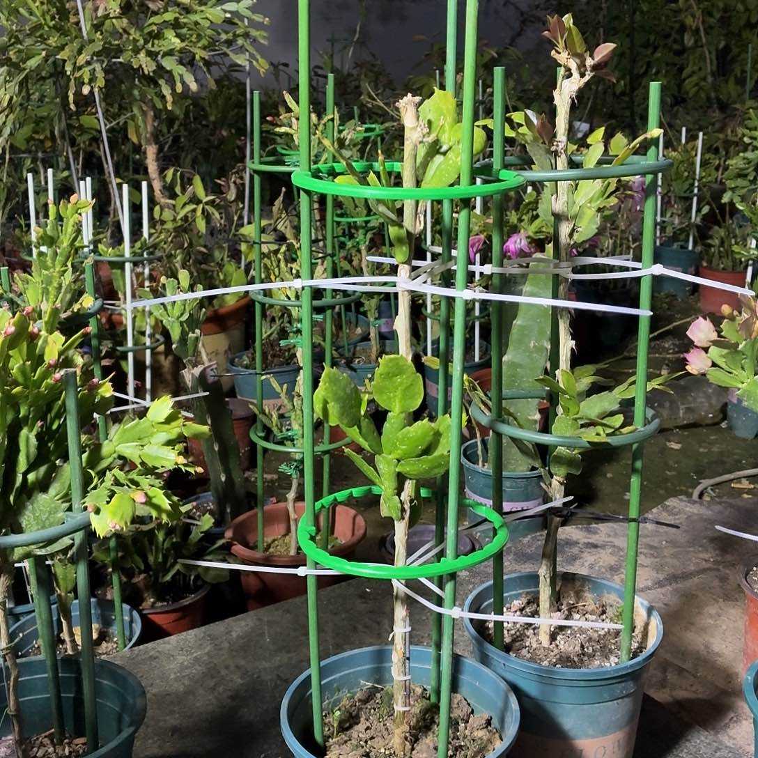 无花朵飞舞花友两层pg2228