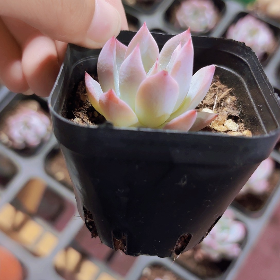 精品粉蓝鸟多肉植物