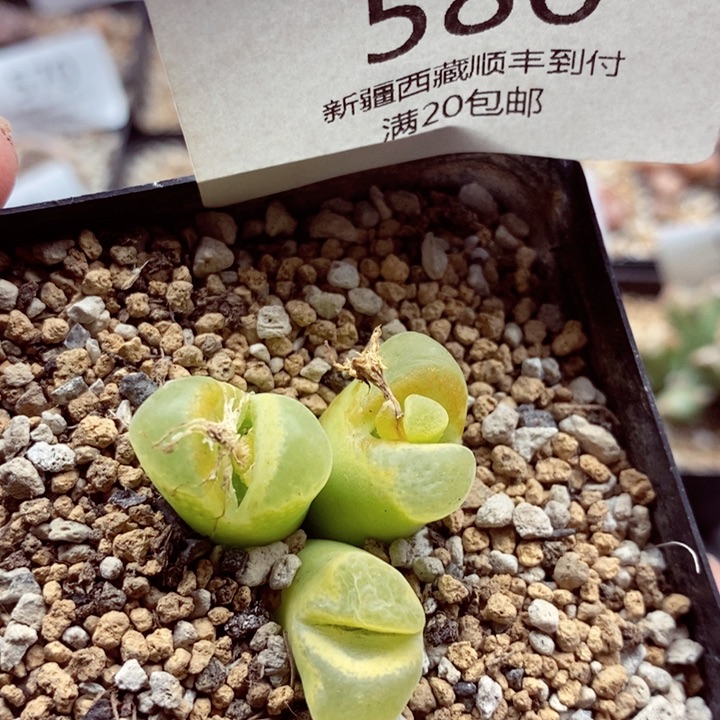 我是一只小小鸟地域鬼580