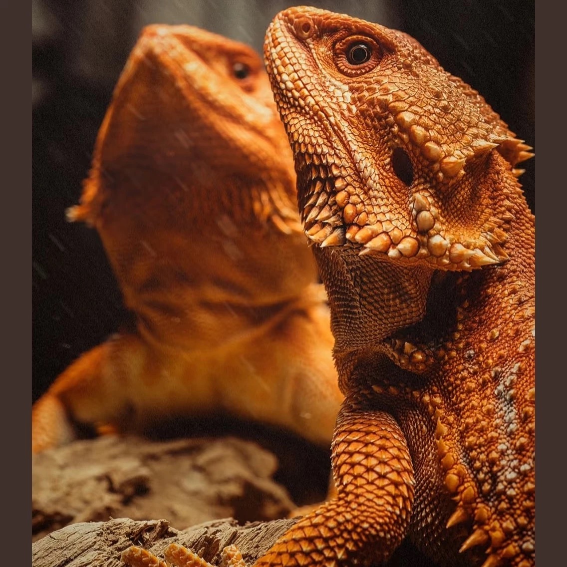 鬃狮蜥蜴高端精品红色系小/大/亚成苗爬宠