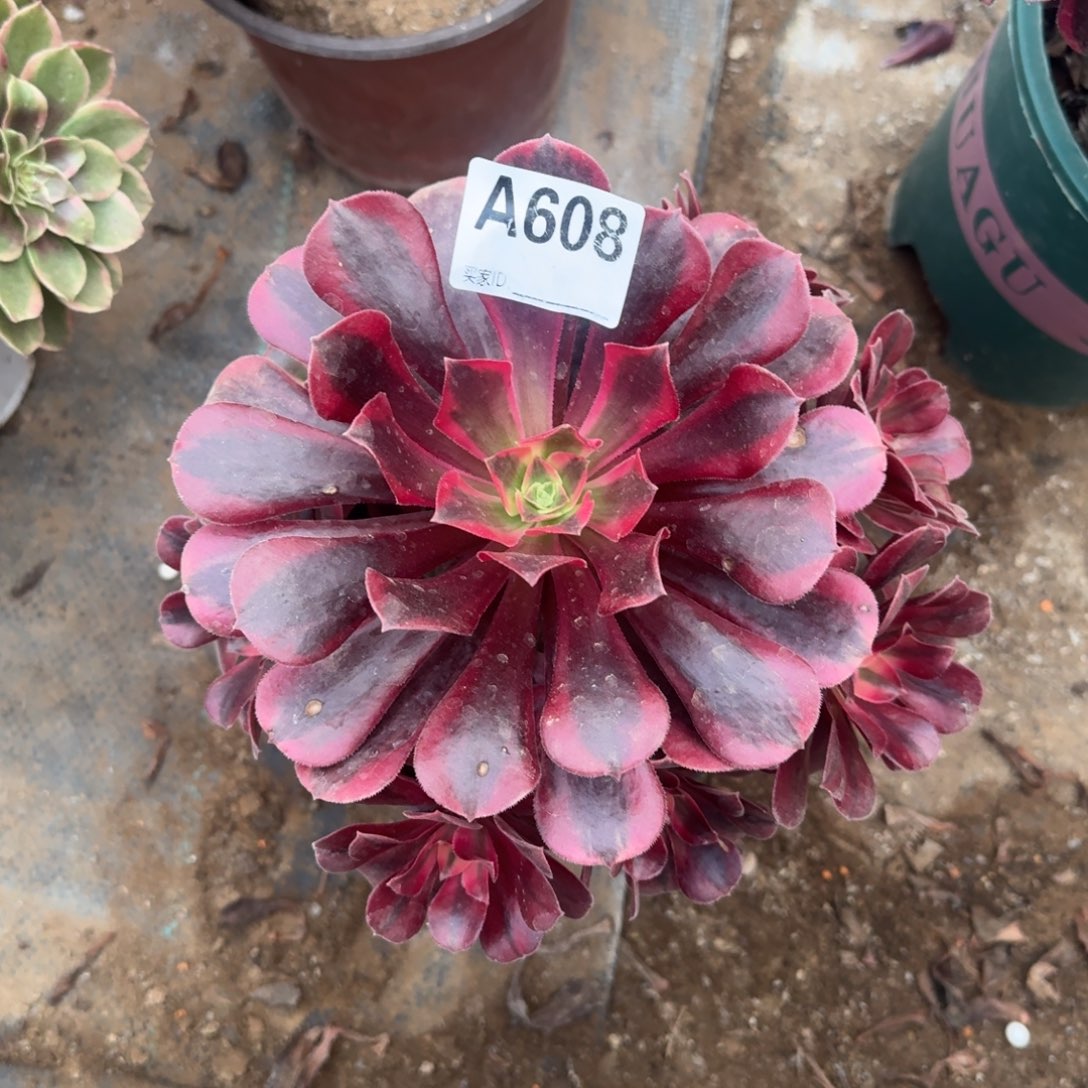 梅***子美杜莎一物一拍608