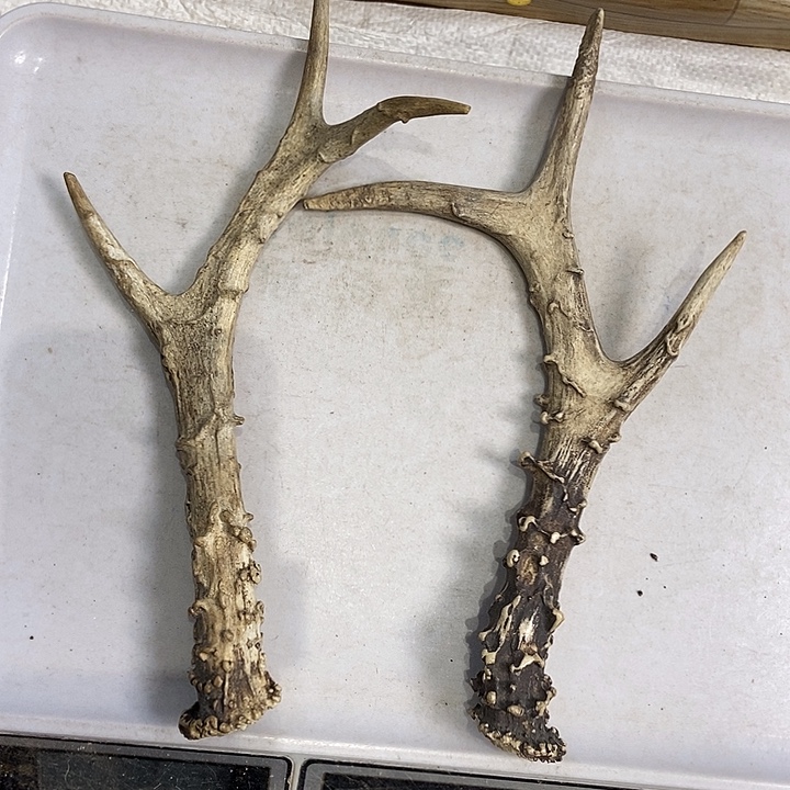 中国大陆鹿角盘玩手把件