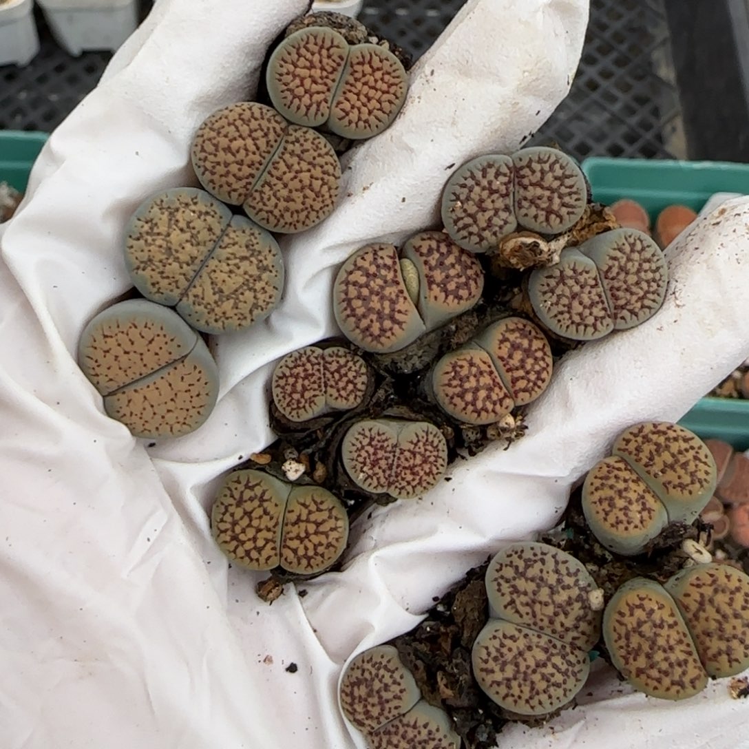 七***。11.6 德州玫瑰 c198朝贡 c159红花变异3.9031