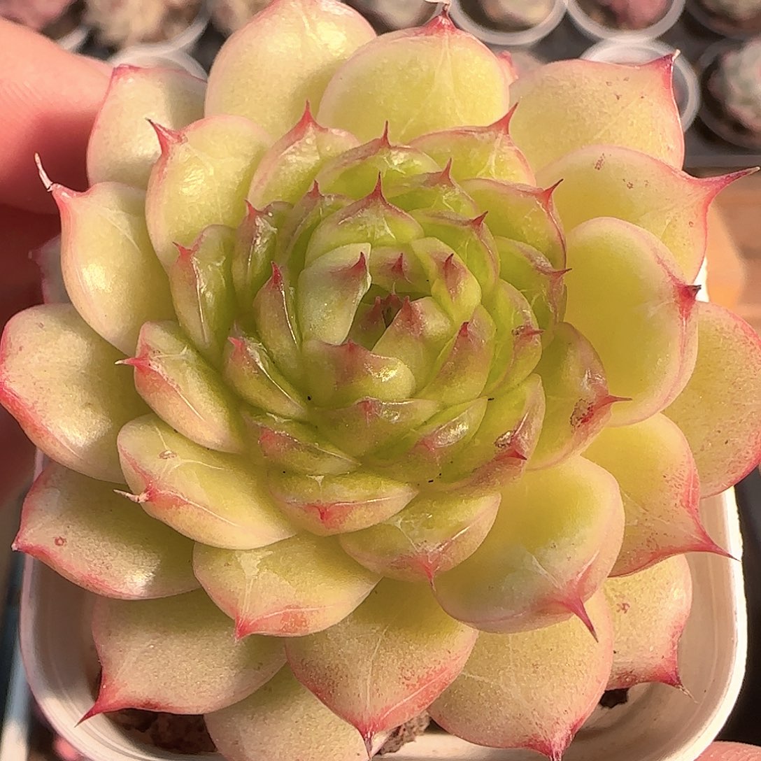 多肉1205-295海心