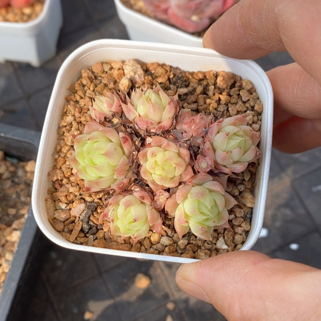 精品多肉一物一折不包整237