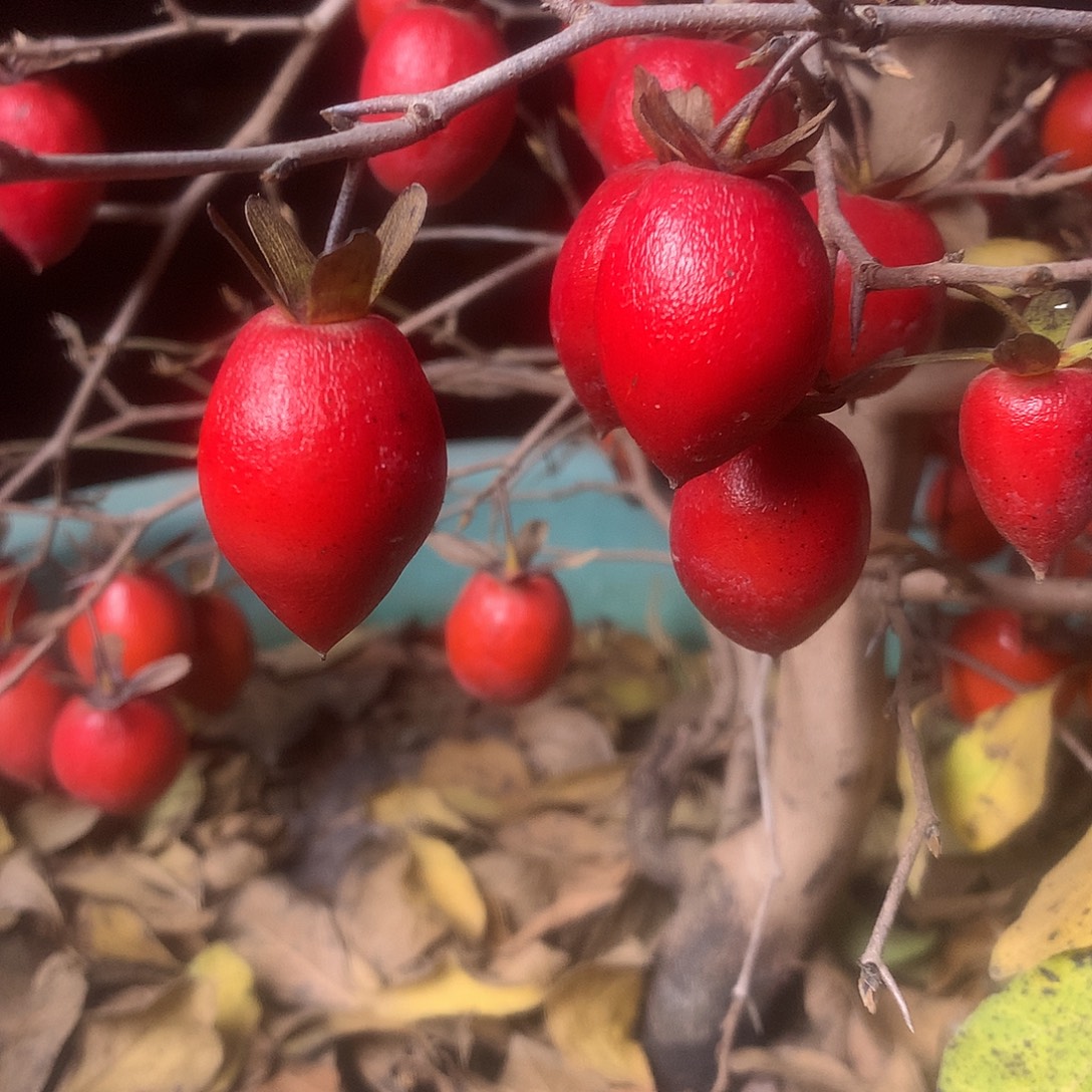 无花朵老鸦的眼睛