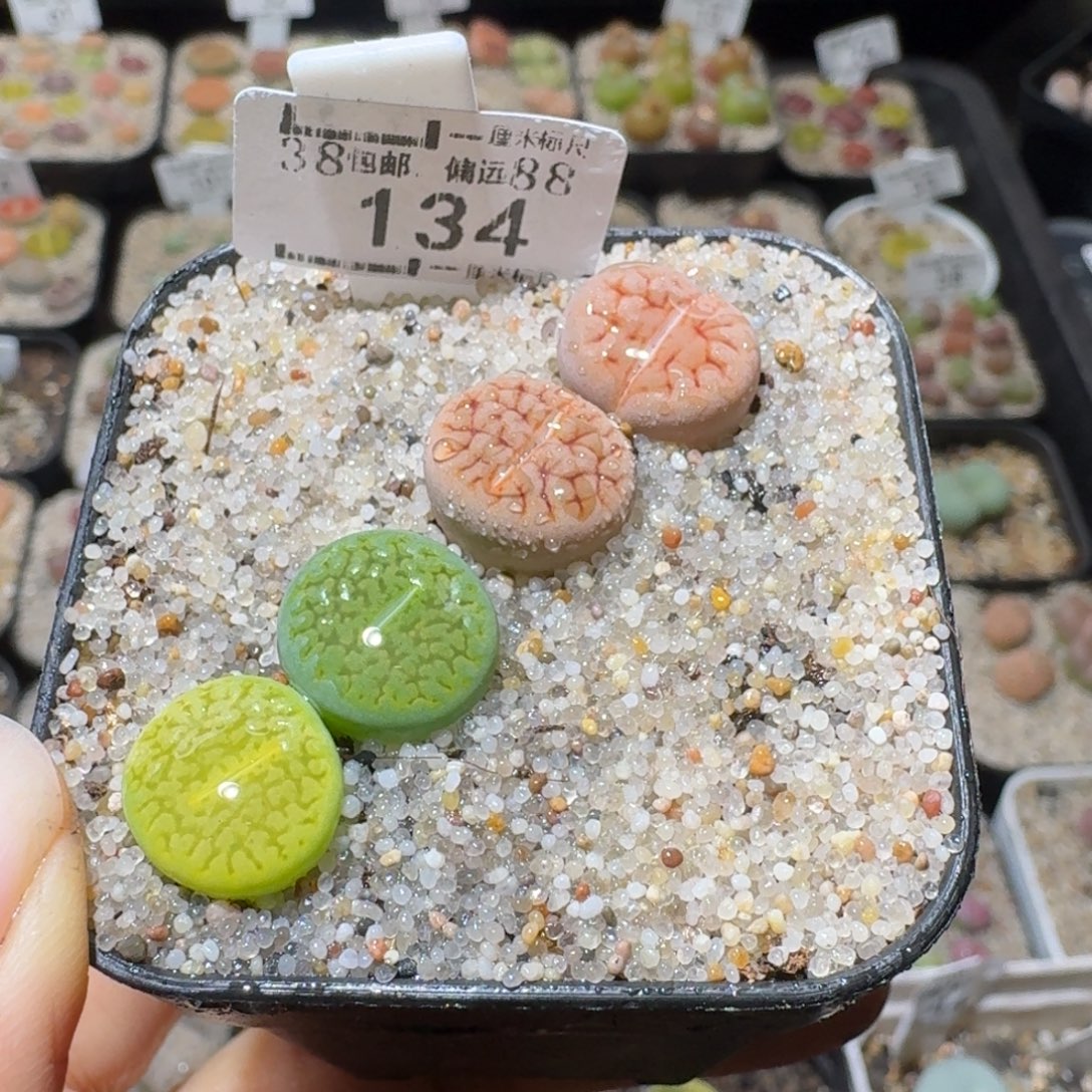 Sss精品系列便宜出134